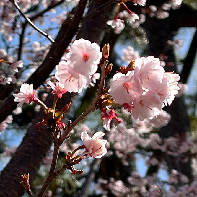 熊谷桜