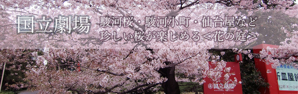 麹町界隈桜開花情報21 Kojimachi Area Sakura Flowering Information