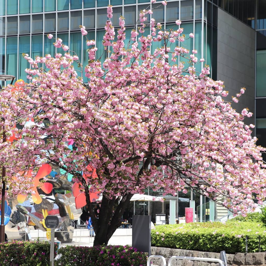 いよいよ見頃！紀尾井町通りの八重桜 | 麹町界隈桜開花情報