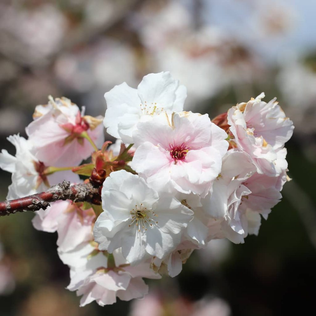 麹町界隈桜開花情報21 Kojimachi Area Sakura Flowering Information